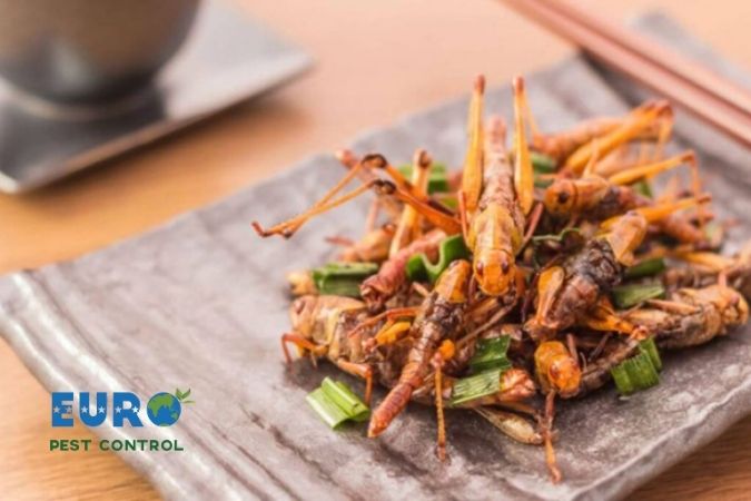 Vì sao côn trùng có thể là chìa khóa cho an ninh lương thực?