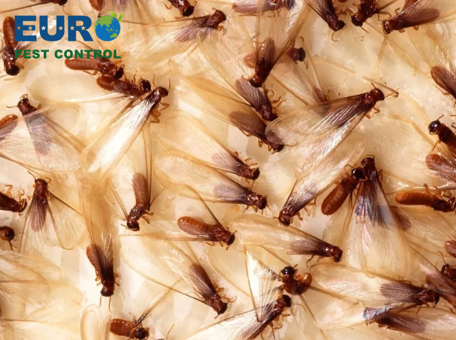 Chung cư TPHCM ghi nhận gia tăng mối cánh bay vào mùa giao phối — 5 bước xử lý nhanh diệt mối tận gốc tại nhà
