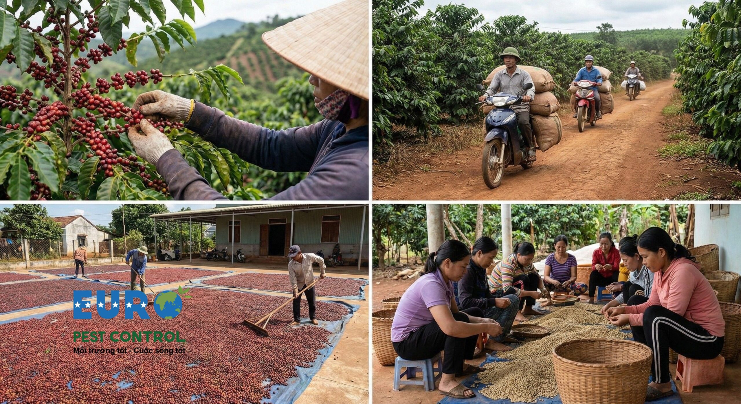 Thu Hoạch Cà Phê Việt Nam Tháng 2/2026: Tình Hình & Giải Pháp Bảo Quản Nông Sản Hiệu Quả
