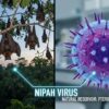 nipah virus